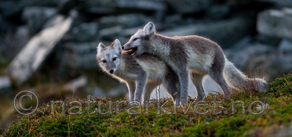 BB 13 0152 / Vulpes lagopus / Fjellrev