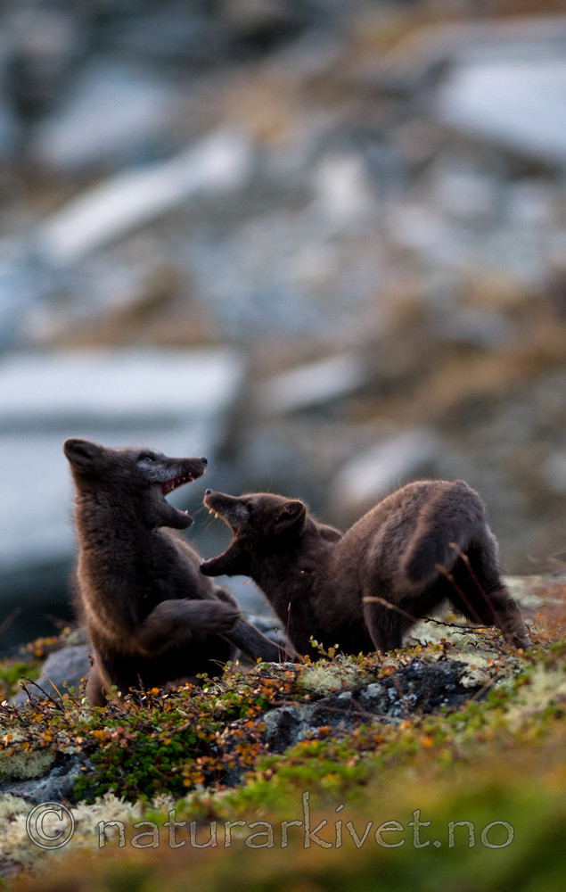 BB 13 0153 / Vulpes lagopus / Fjellrev