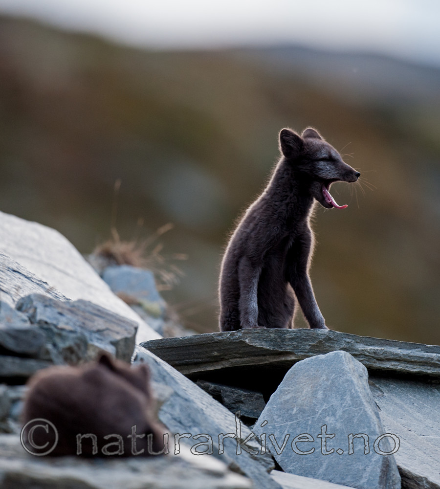 BB 13 0155 / Vulpes lagopus / Fjellrev