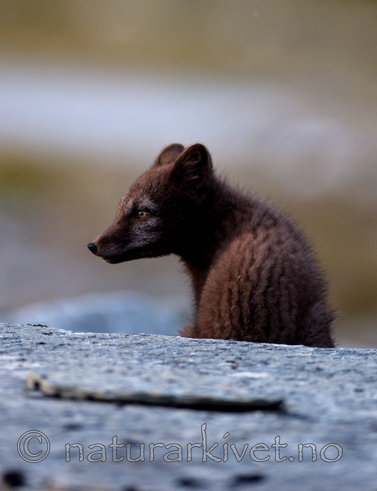 BB 13 0156 / Vulpes lagopus / Fjellrev