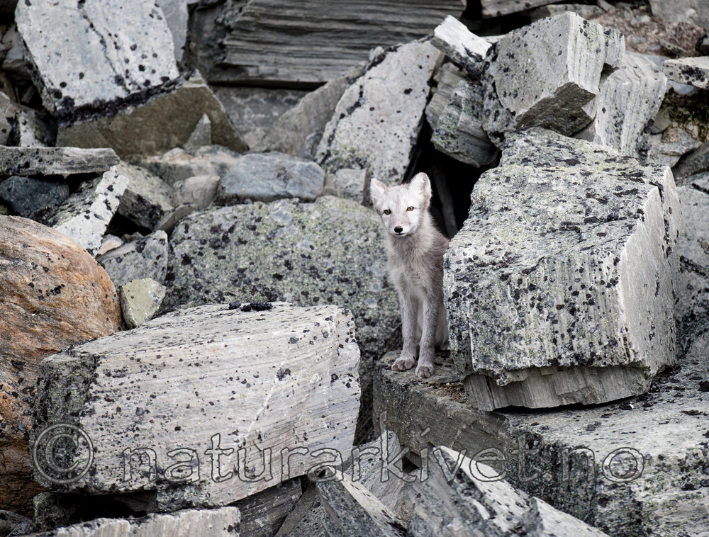 BB 13 0157 / Vulpes lagopus / Fjellrev