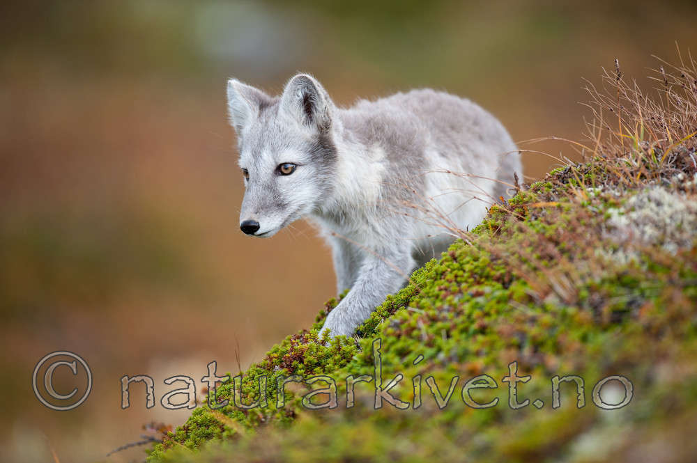 BB 13 0158 / Vulpes lagopus / Fjellrev