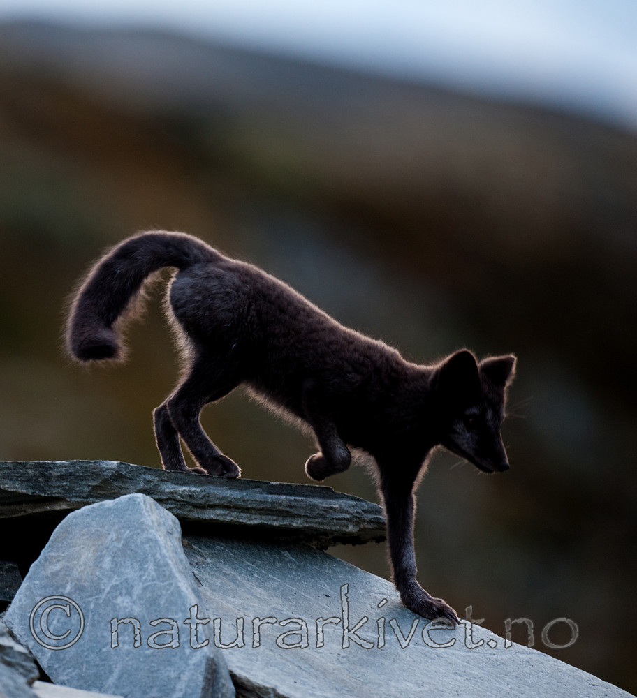 BB 13 0159 / Vulpes lagopus / Fjellrev