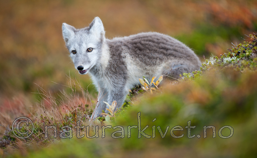 BB 13 0160 / Vulpes lagopus / Fjellrev