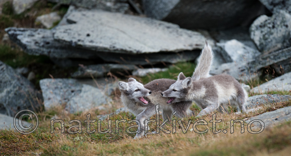 BB 13 0161 / Vulpes lagopus / Fjellrev