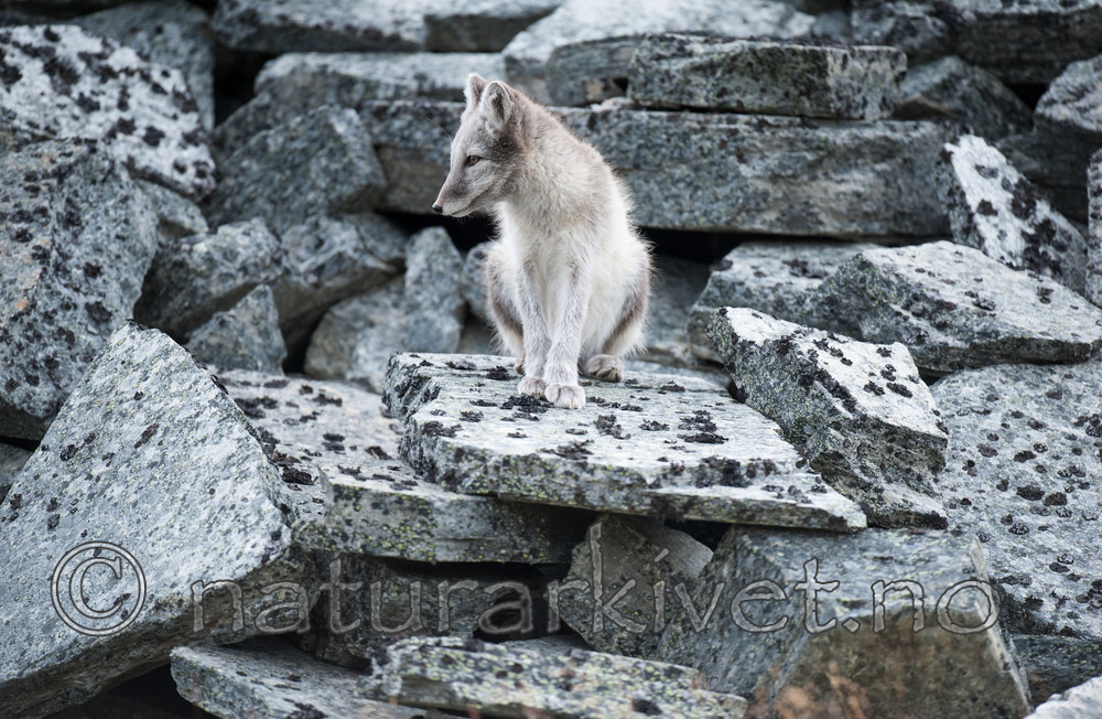 BB 13 0164 / Vulpes lagopus / Fjellrev