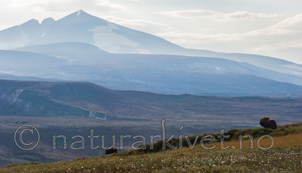 BB 13 0166 / Ovibos moschatus / Moskusfe