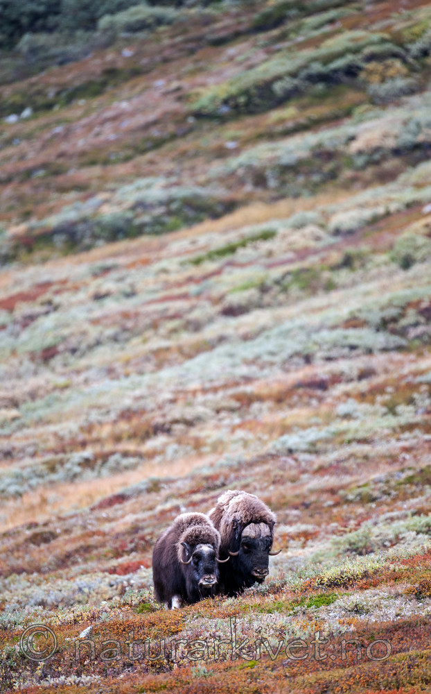 BB 13 0167 / Ovibos moschatus / Moskusfe