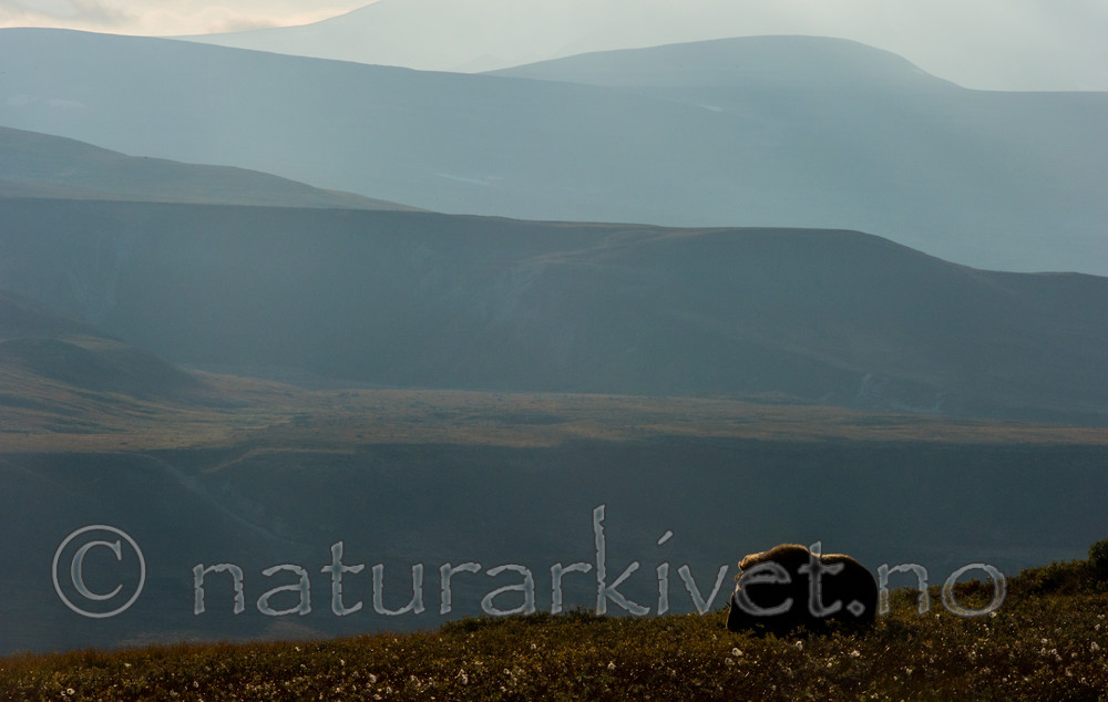 BB 13 0168 / Ovibos moschatus / Moskusfe