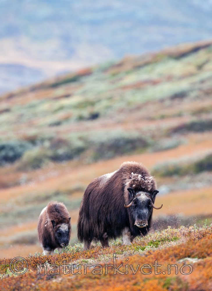 BB 13 0171 / Ovibos moschatus / Moskusfe