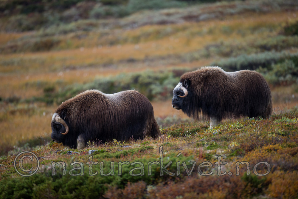 BB 13 0172 / Ovibos moschatus / Moskusfe