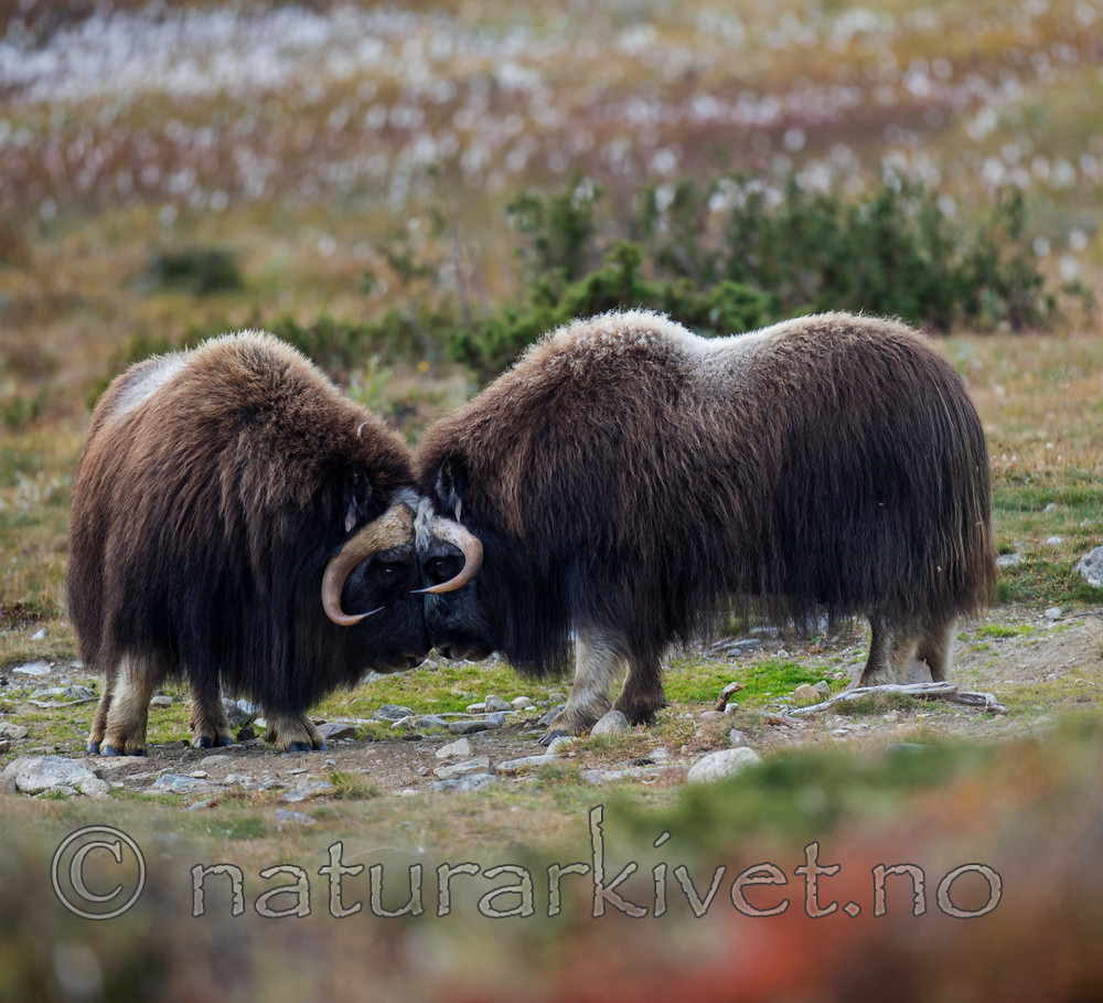 BB 13 0173 / Ovibos moschatus / Moskusfe