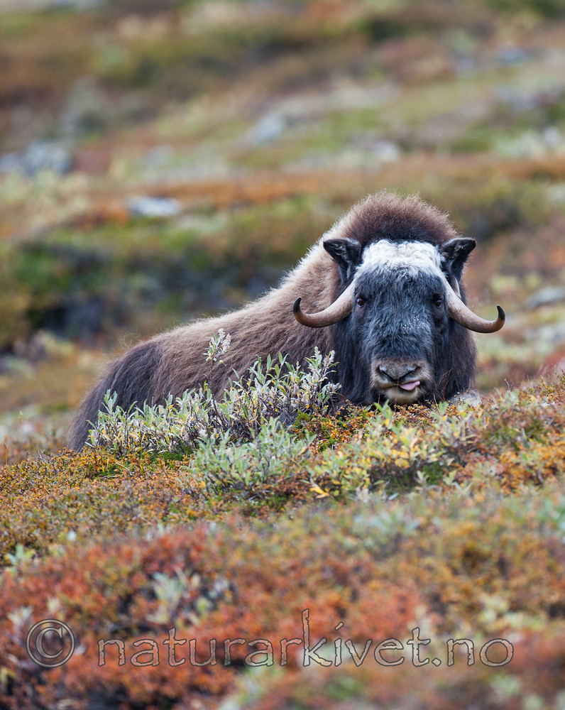 BB 13 0174 / Ovibos moschatus / Moskusfe