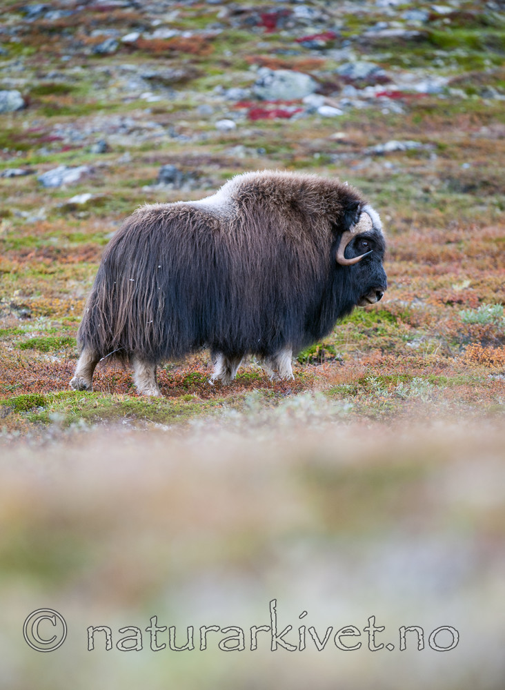 BB 13 0176 / Ovibos moschatus / Moskusfe