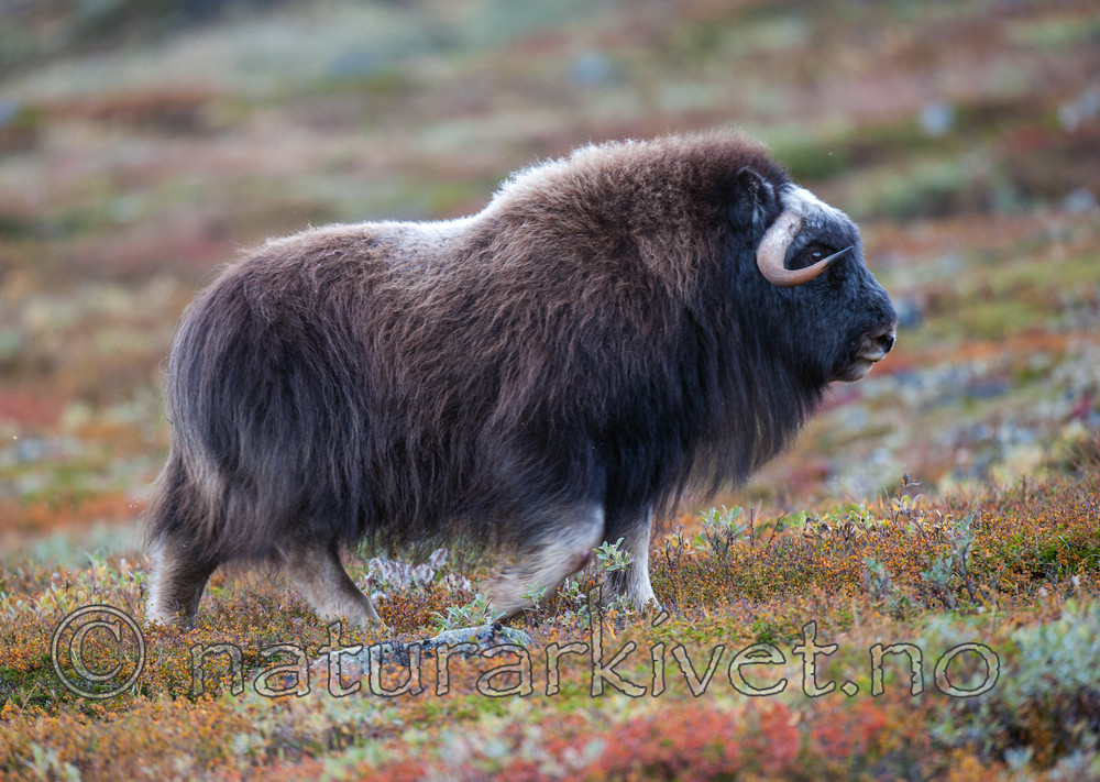 BB 13 0178 / Ovibos moschatus / Moskusfe