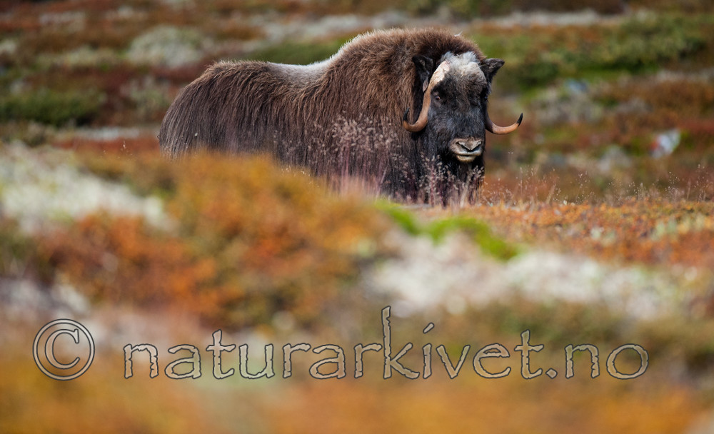 BB 13 0180 / Ovibos moschatus / Moskusfe