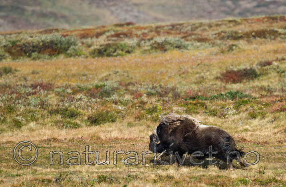 BB 13 0194 / Ovibos moschatus / Moskusfe