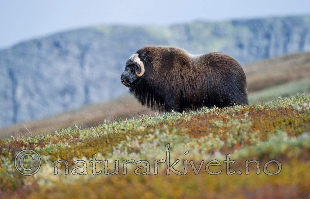 BB 13 0196 / Ovibos moschatus / Moskusfe