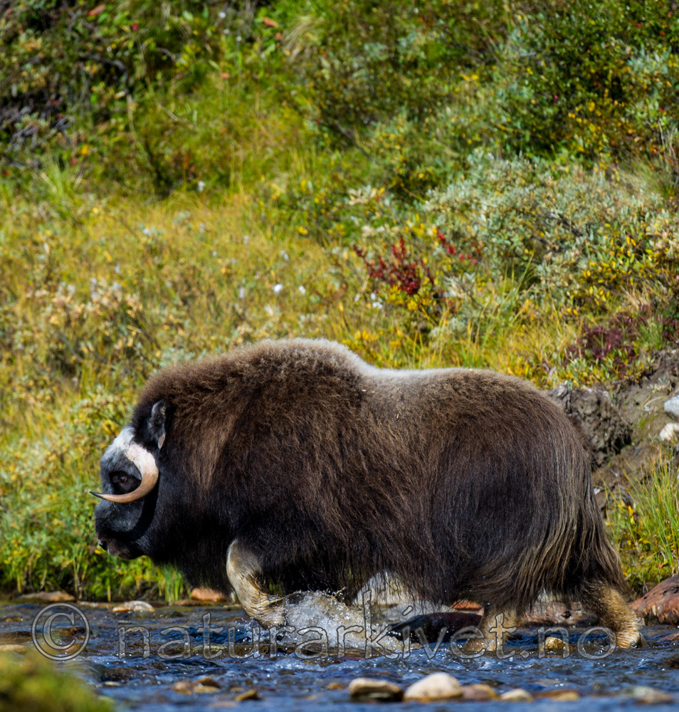 BB 13 0198 / Ovibos moschatus / Moskusfe