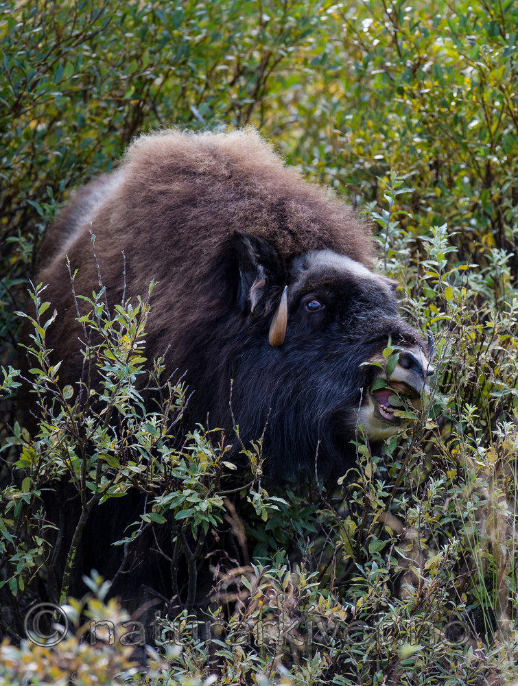 BB 13 0199 / Ovibos moschatus / Moskusfe