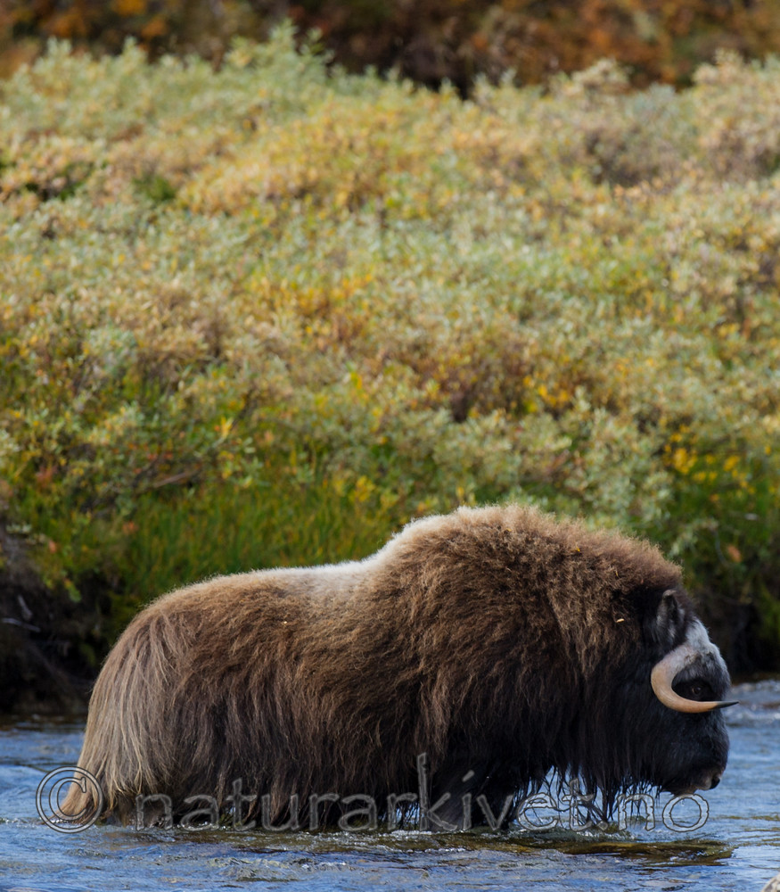 BB 13 0200 / Ovibos moschatus / Moskusfe