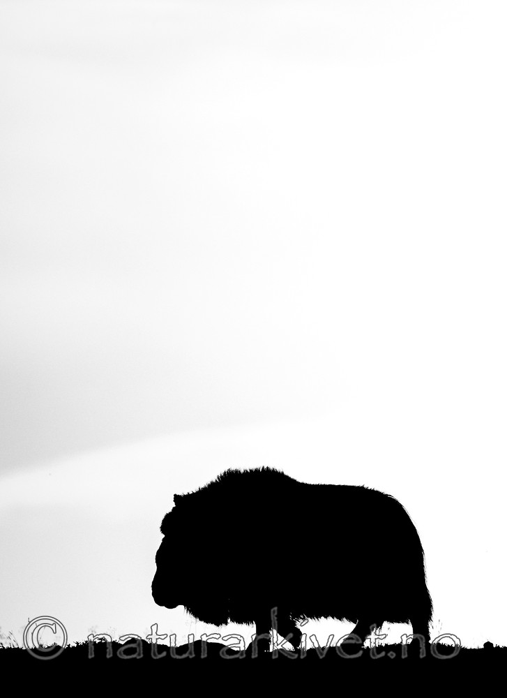 BB 13 0204 / Ovibos moschatus / Moskusfe