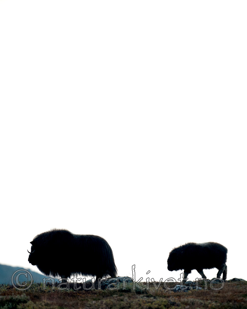 BB 13 0205 / Ovibos moschatus / Moskusfe