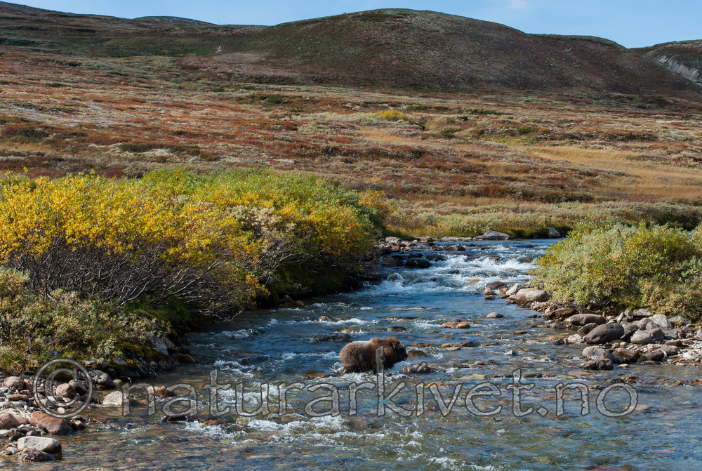 BB 13 0206 / Ovibos moschatus / Moskusfe