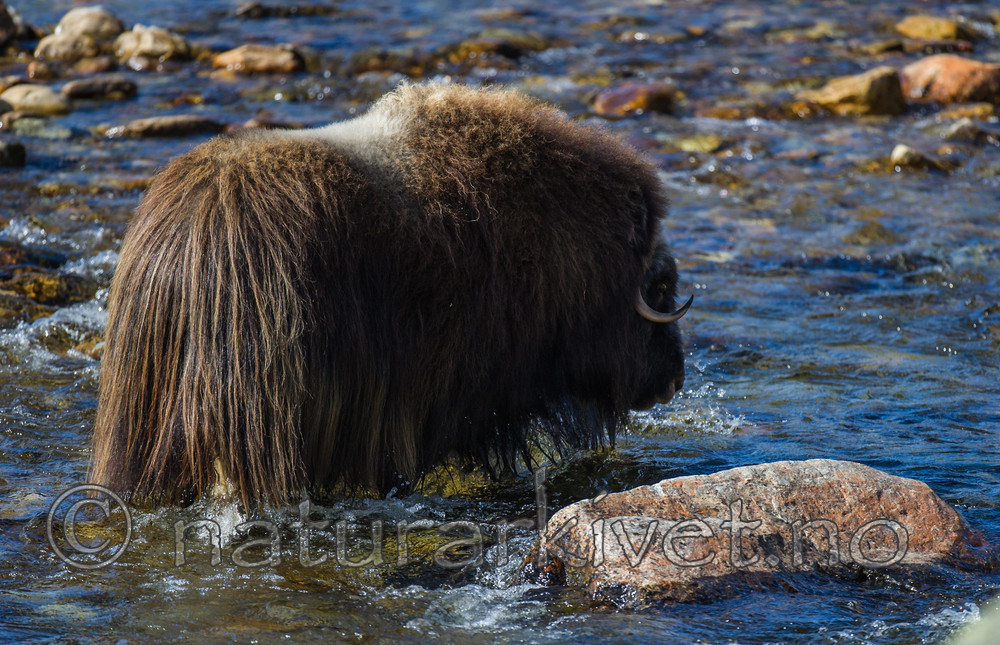 BB 13 0208 / Ovibos moschatus / Moskusfe