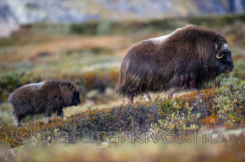 BB 13 0209 / Ovibos moschatus / Moskusfe