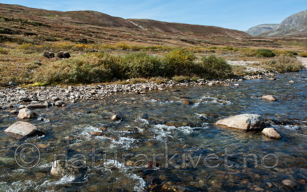 BB 13 0210 / Ovibos moschatus / Moskusfe