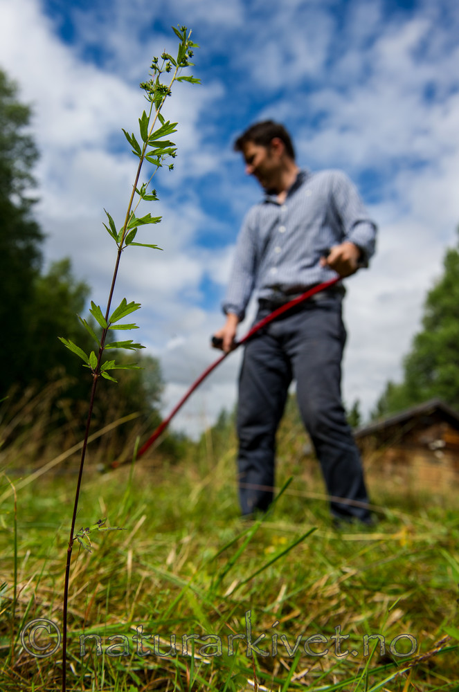 BB 13 0214 / Thalictrum simplex / Rankfrøstjerne <br /> Thalictrum simplex simplex / Smalfrøstjerne