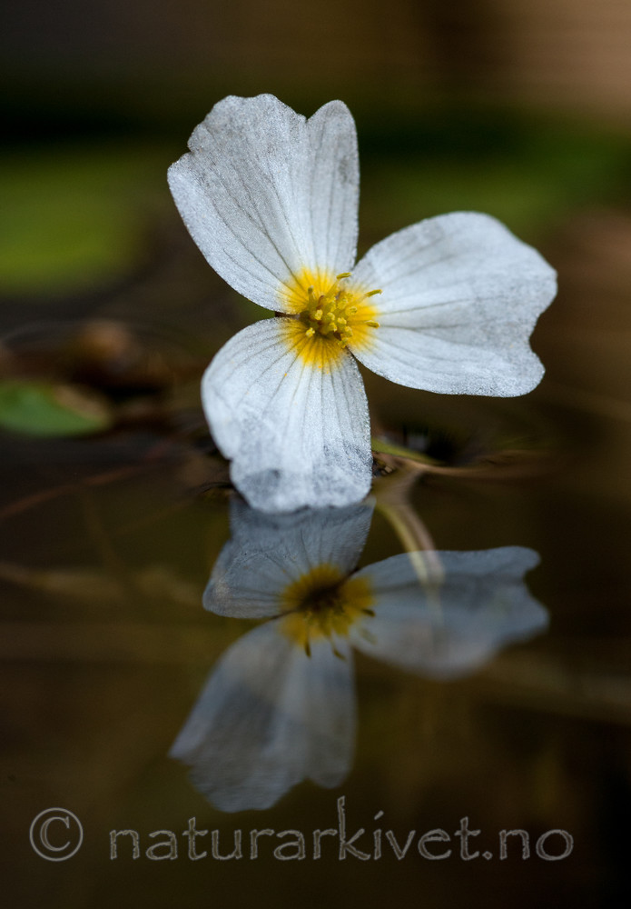 BB 13 0230 / Alisma plantago-aquatica / Vassgro <br /> Luronium natans / Flytegro