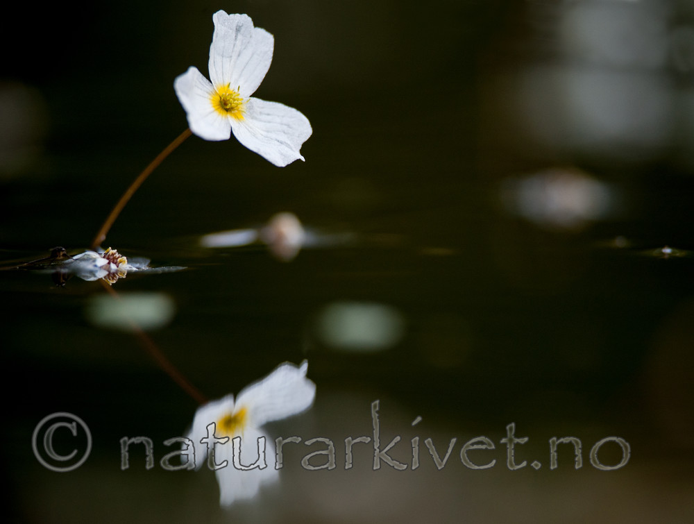 BB 13 0241 / Alisma plantago-aquatica / Vassgro <br /> Luronium natans / Flytegro