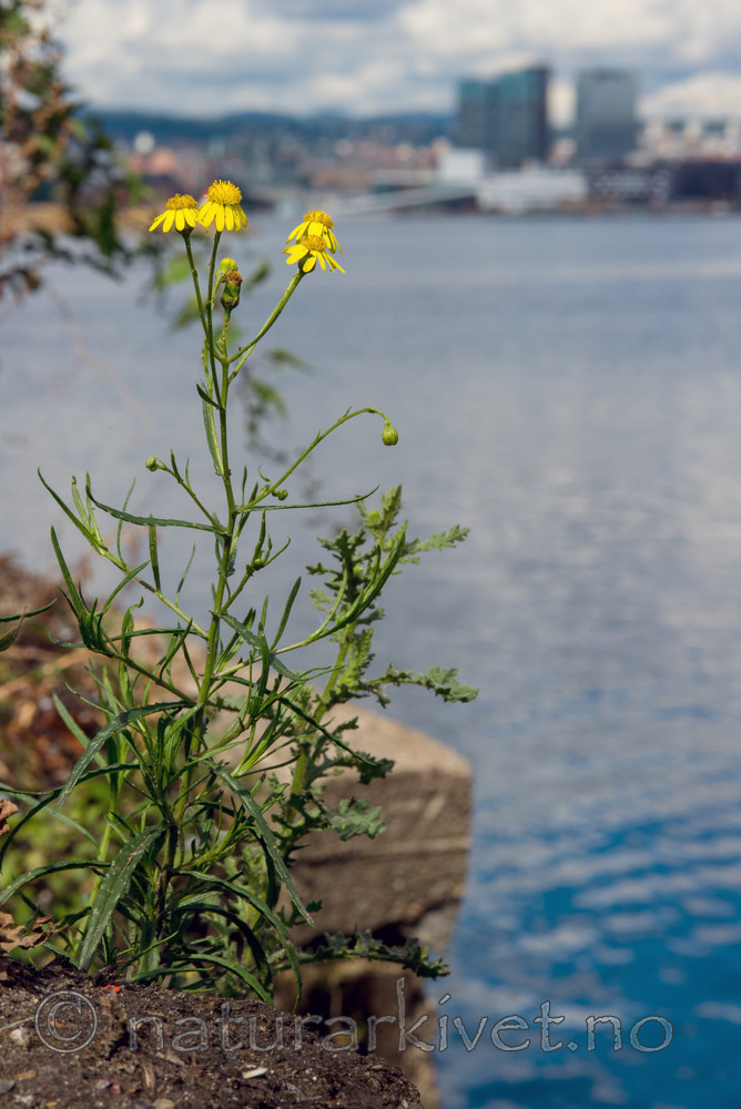 BB 13 0244 / Senecio inaequidens / Boersvineblom