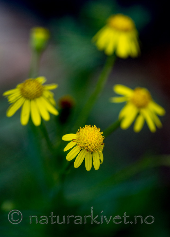 BB 13 0245 / Senecio inaequidens / Boersvineblom