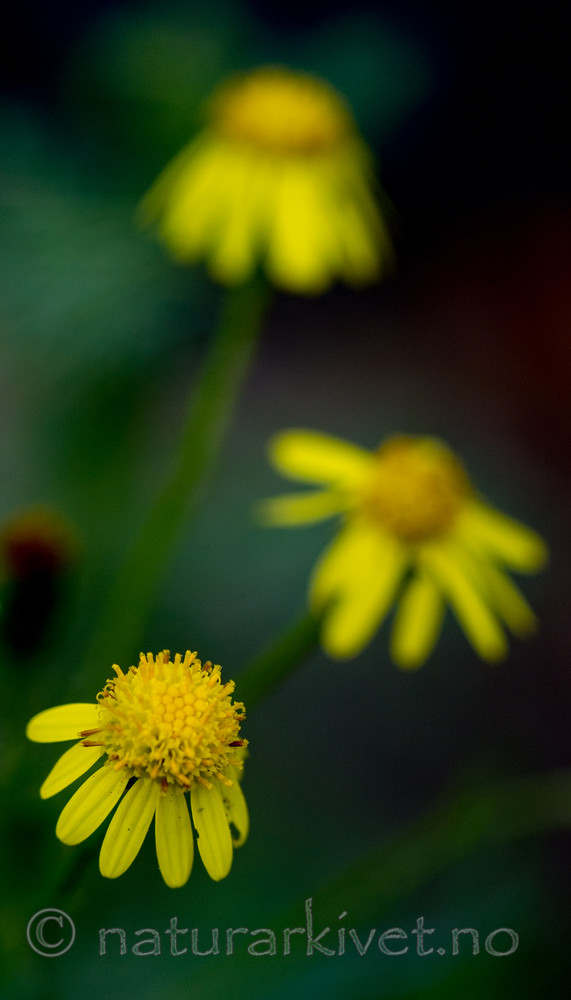 BB 13 0246 / Senecio inaequidens / Boersvineblom
