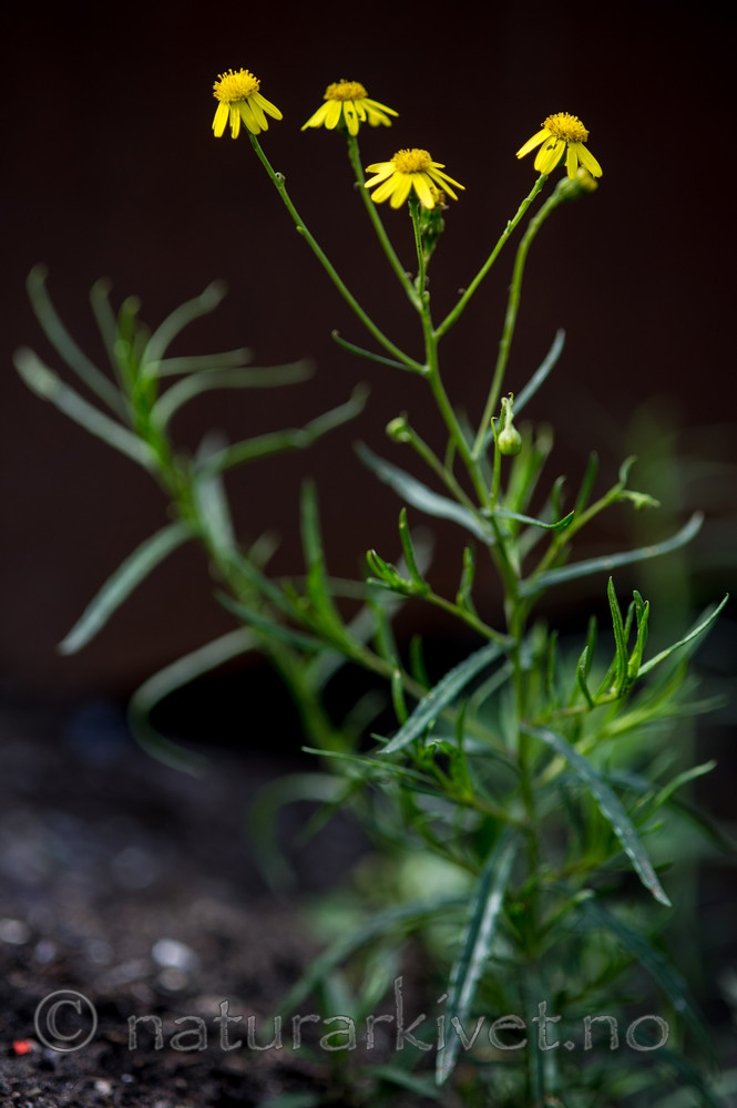 BB 13 0247 / Senecio inaequidens / Boersvineblom
