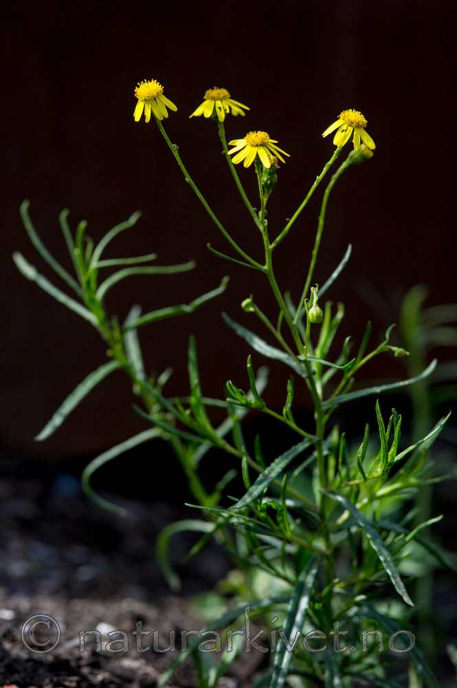 BB 13 0248 / Senecio inaequidens / Boersvineblom