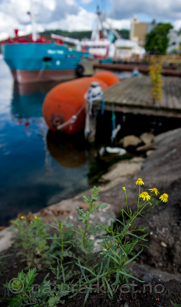 BB 13 0250 / Senecio inaequidens / Boersvineblom