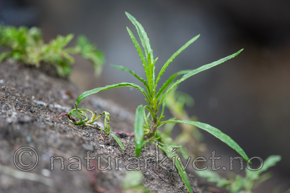 BB 13 0252 / Senecio inaequidens / Boersvineblom
