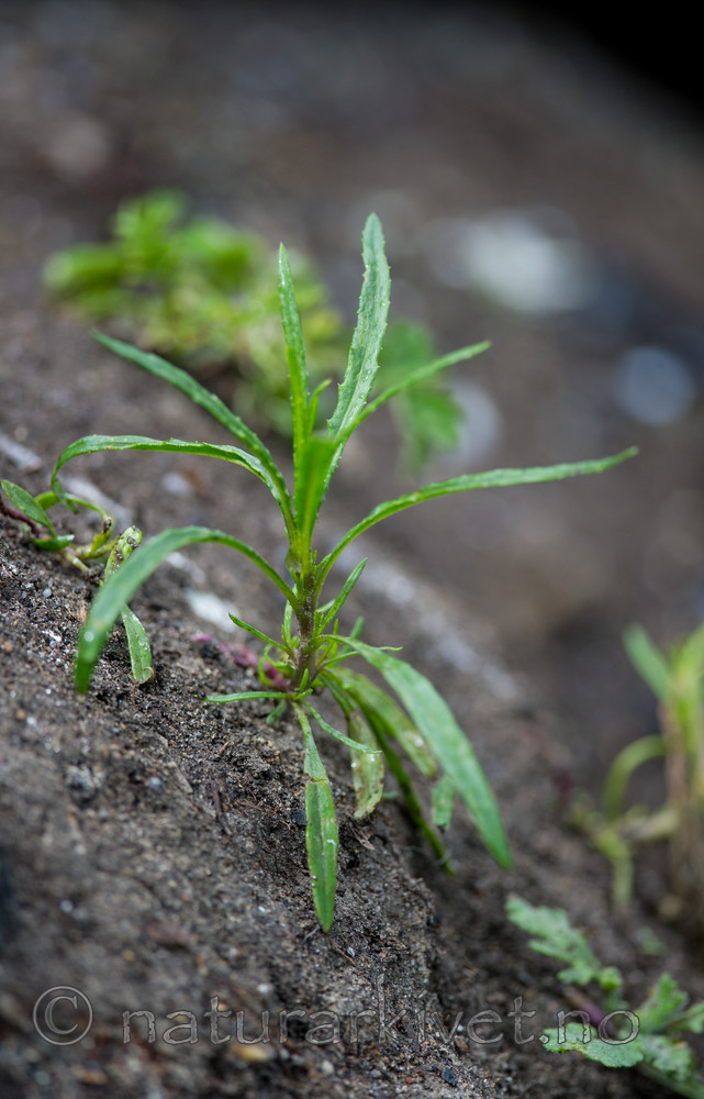 BB 13 0253 / Senecio inaequidens / Boersvineblom