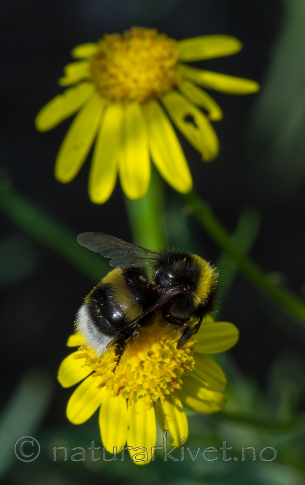 BB 13 0261 / Senecio inaequidens / Boersvineblom