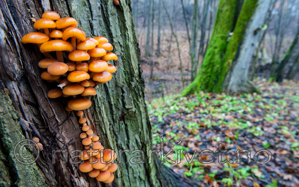 BB 13 0282 / Flammulina velutipes / Vintersopp <br /> Tilia cordata / Lind