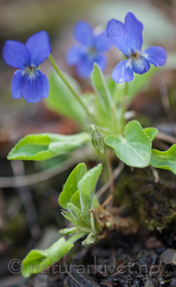 BB 13 0293 / Viola hirta / Lodnefiol