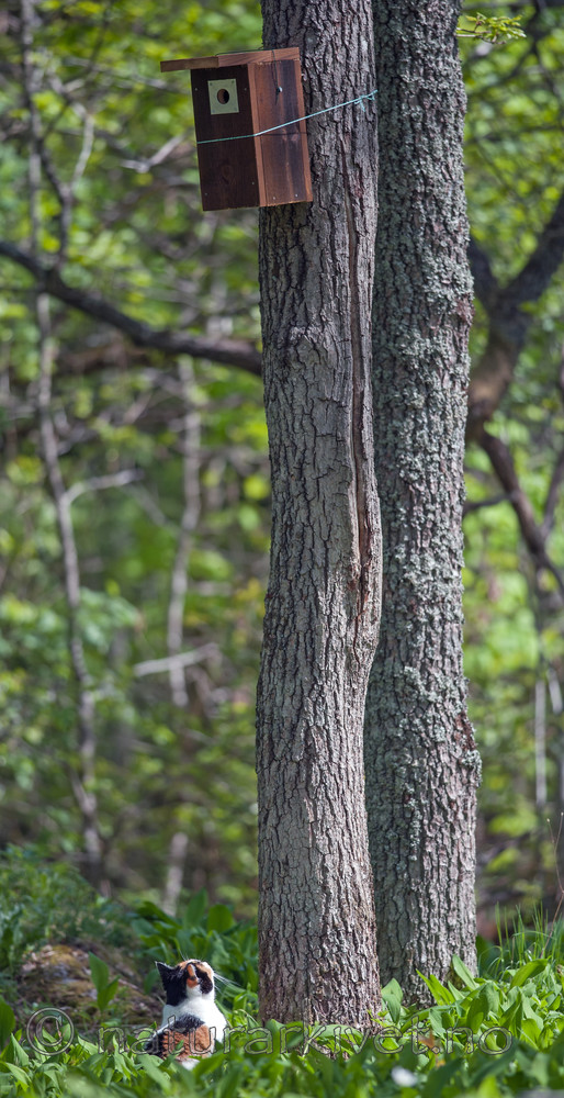 BB 13 0296 / Felis catus / Huskatt