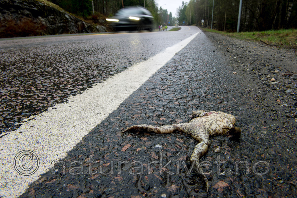 BB 13 0302 / Bufo bufo / Nordpadde