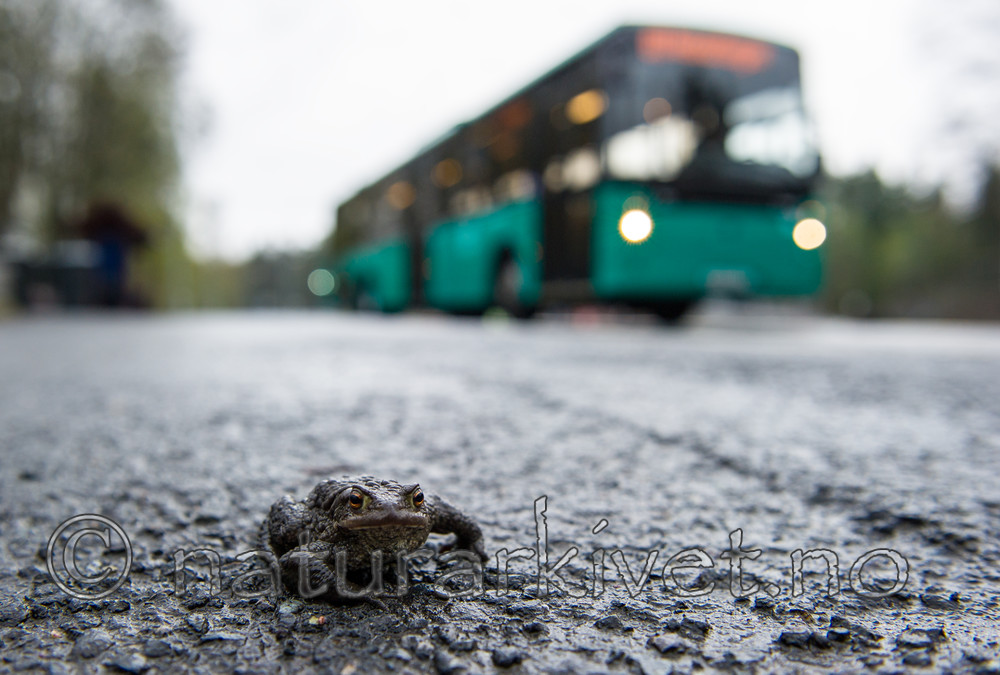 BB 13 0304 / Bufo bufo / Nordpadde