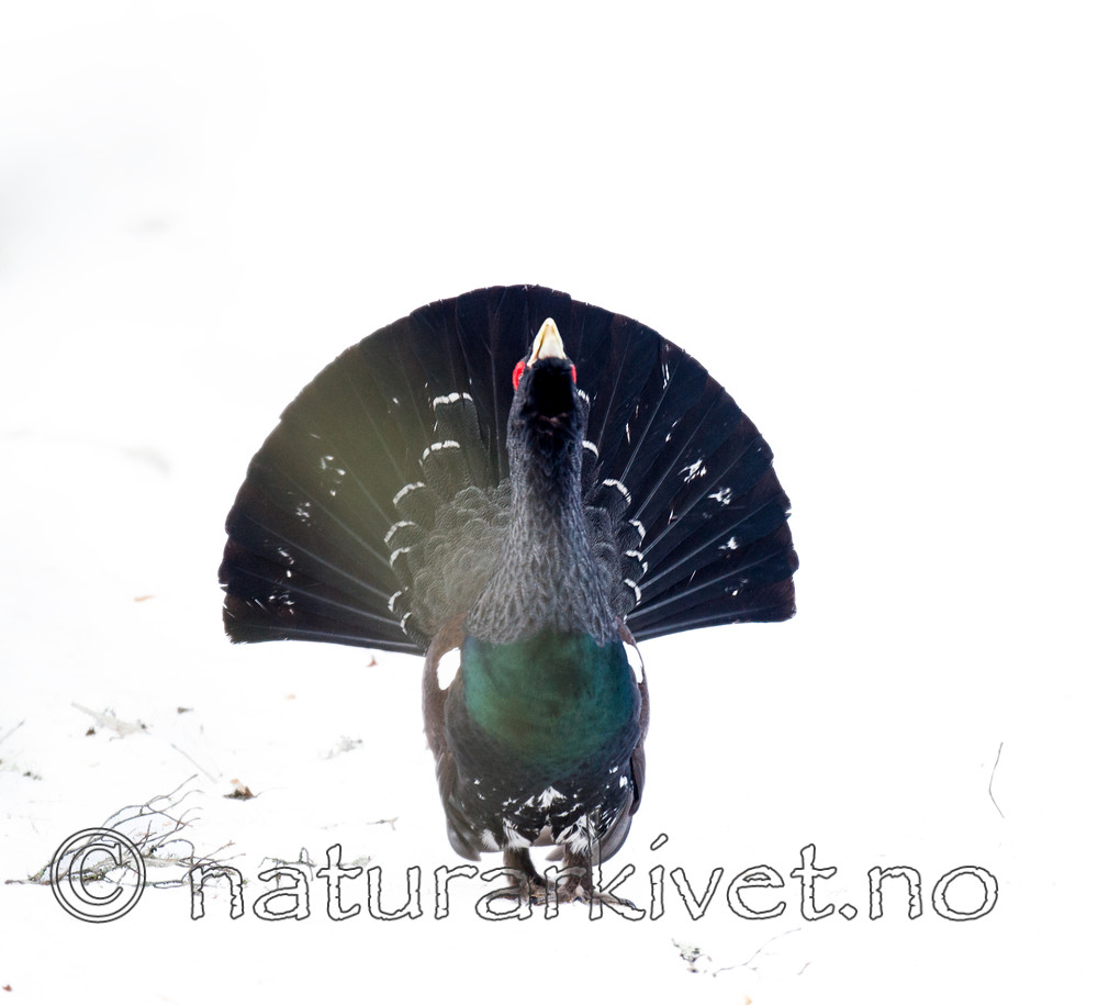 BB 13 0309 / Tetrao urogallus / Storfugl