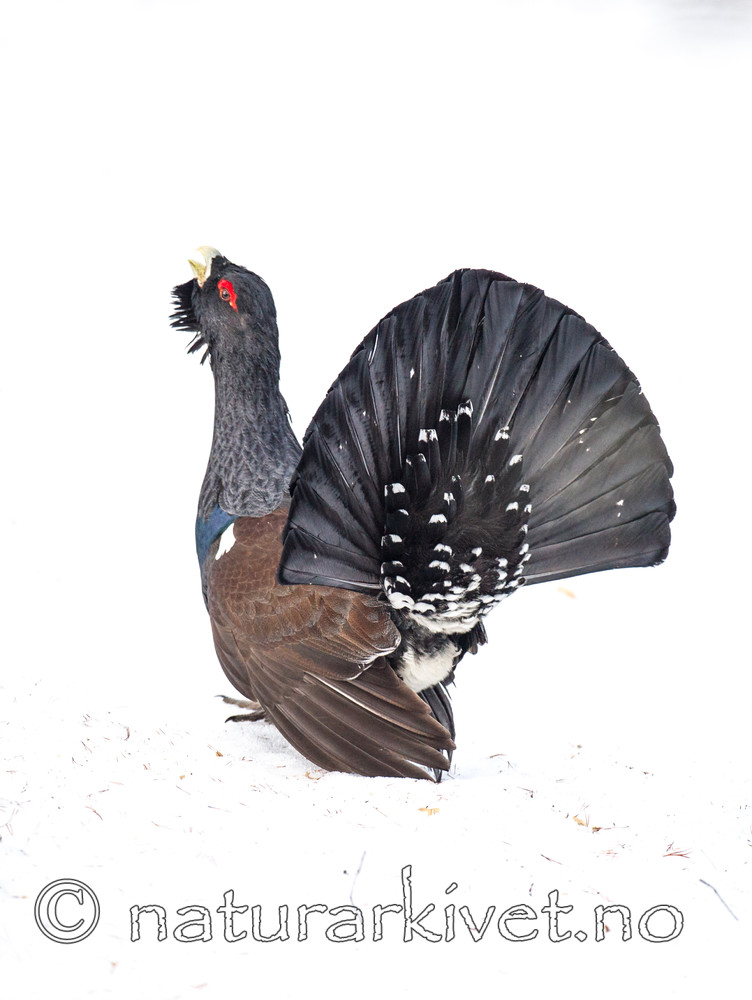 BB 13 0310 / Tetrao urogallus / Storfugl